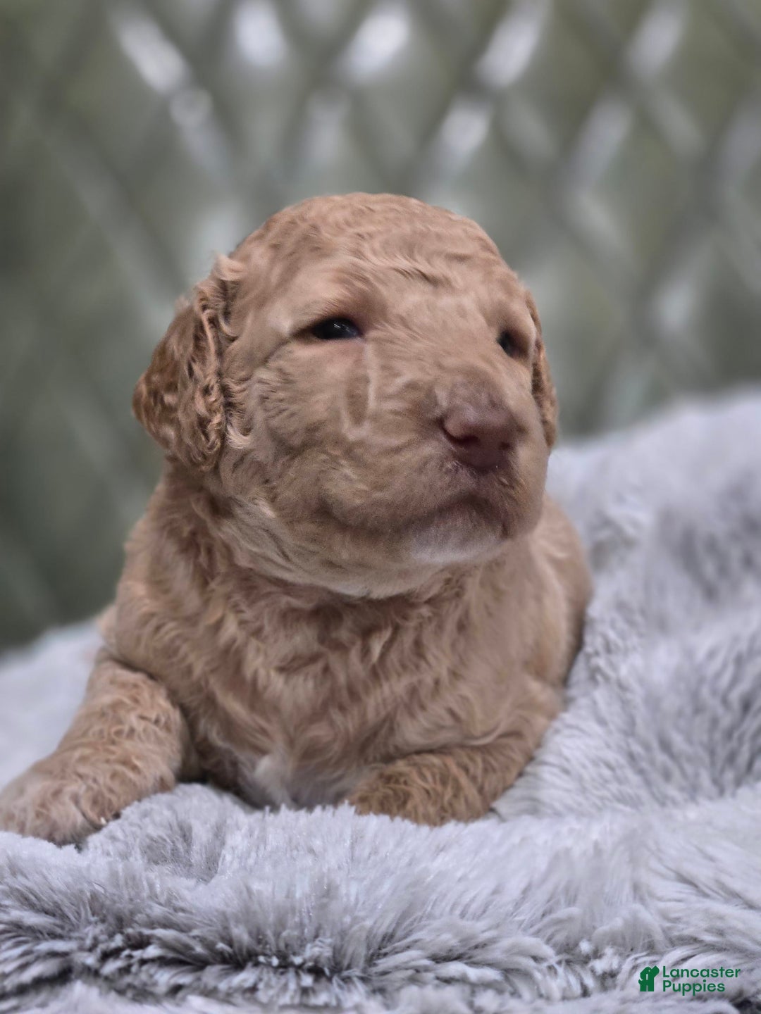 Standard Poodle dogs for sale: Mango - Image 5