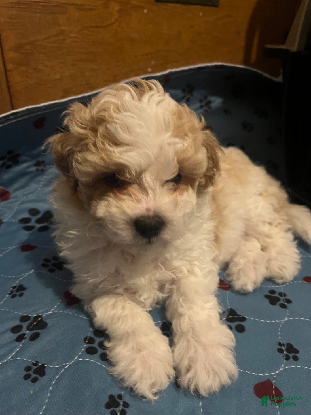 Miniature Poodle dogs for sale: May - Image 4