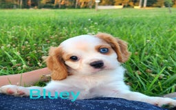 Cavalier King Charles Spaniel dogs for sale: Bluey - Image 1