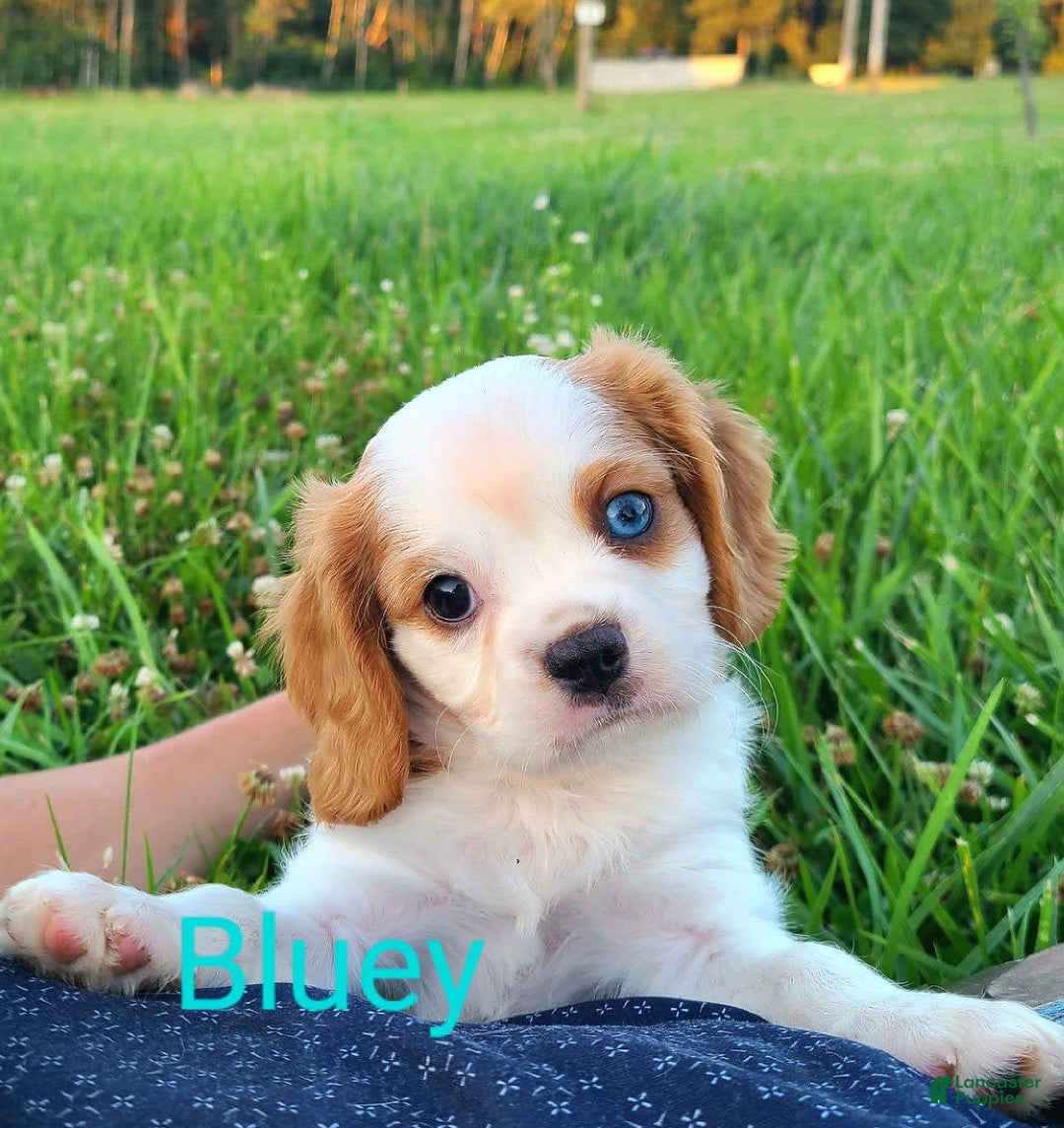 Cavalier King Charles Spaniel dogs for sale: Bluey - Image 1