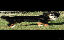 Bernese Mountain Dog dogs for sale: Jake - Image 7