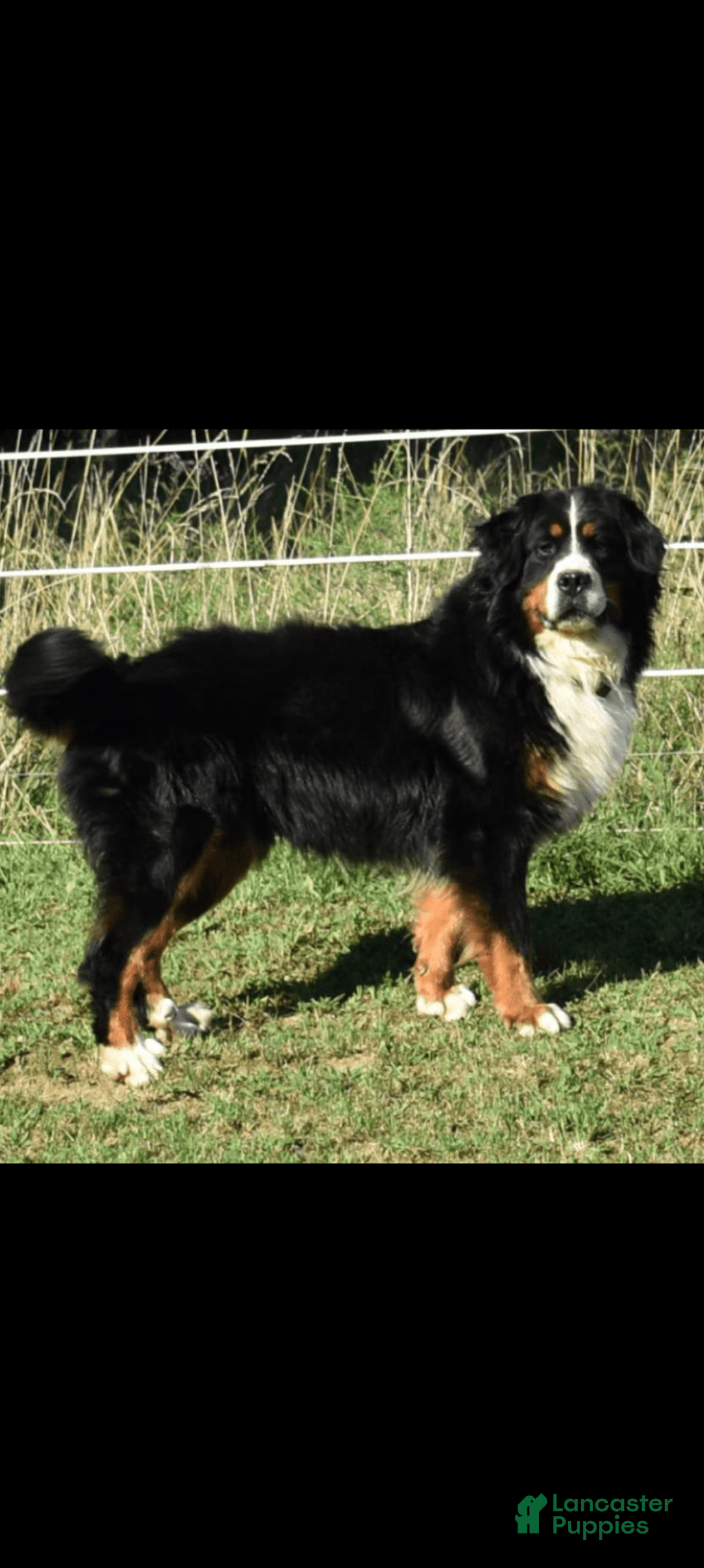 Bernese Mountain Dog dogs for sale: Jake - Image 7
