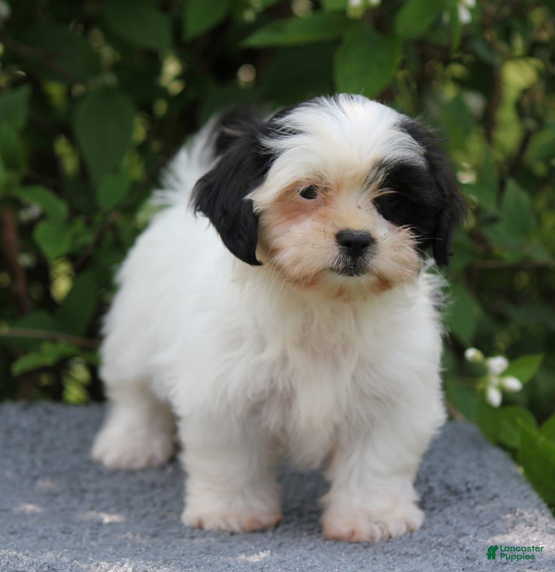 Shihpoo dogs for sale: Delta - Image 5