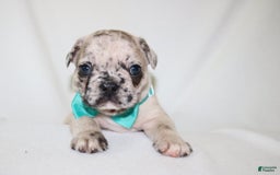 French Bulldog dogs for sale: Loki Akc - Image 19