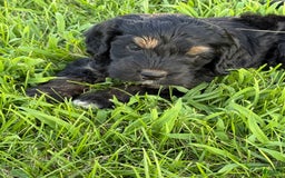 Cockapoo dogs for sale: Diva - Image 12