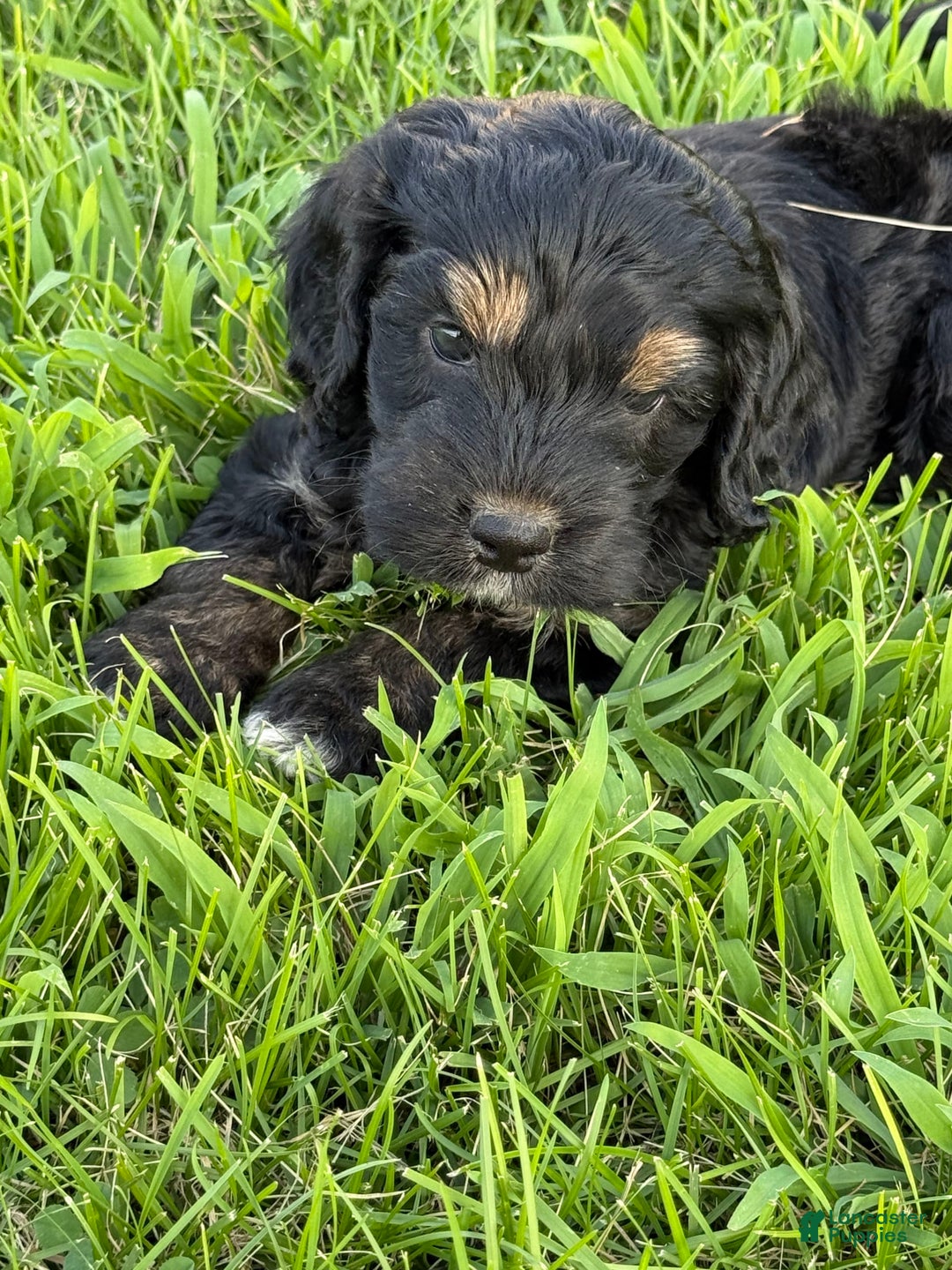 Cockapoo dogs for sale: Diva - Image 12