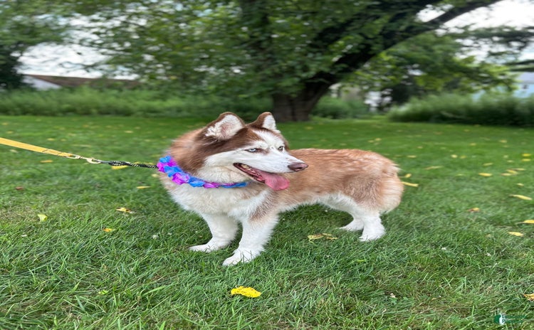 Siberian Husky dogs for sale - Ad 1