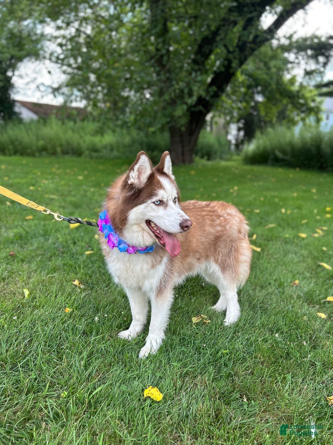 Siberian Husky dogs for sale: Zane - Image 1