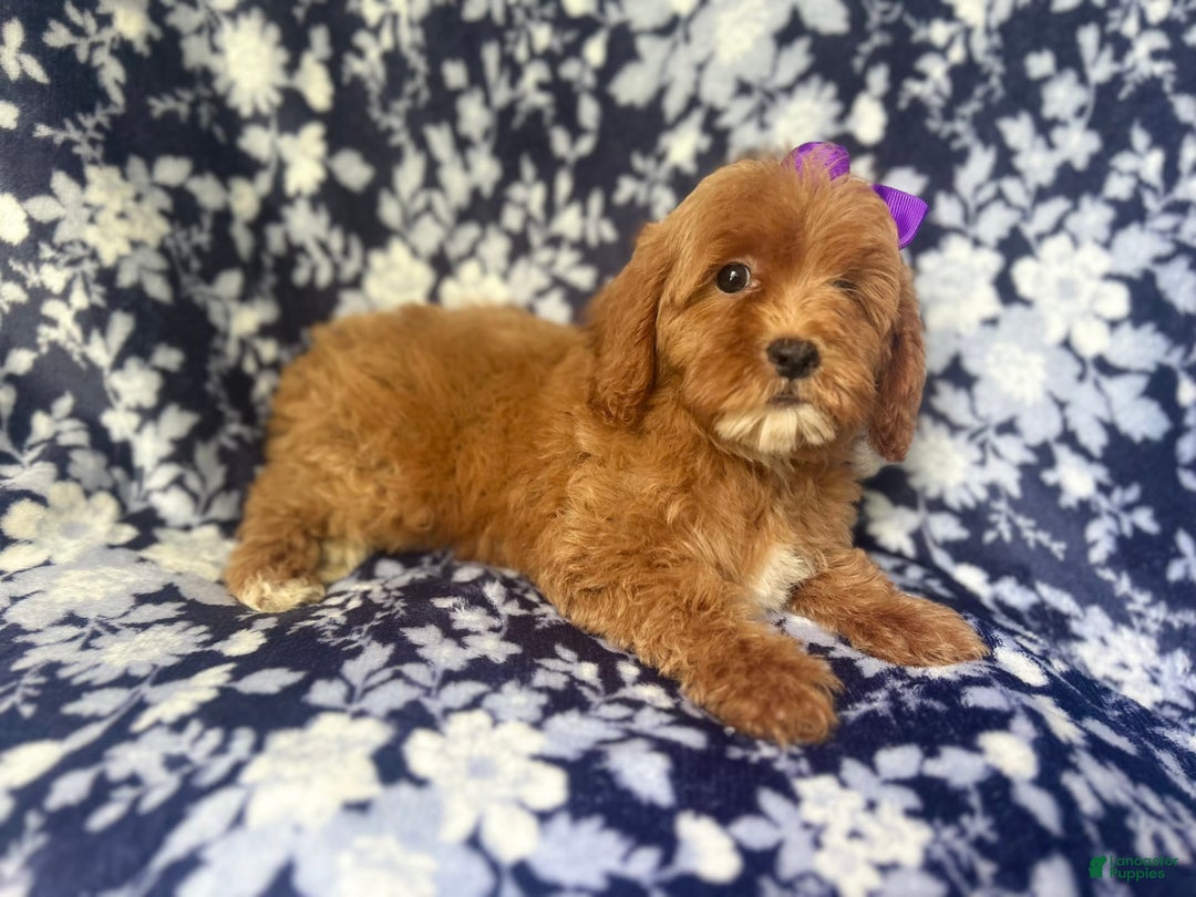 Cockapoo dogs for sale: Sky - Image 1