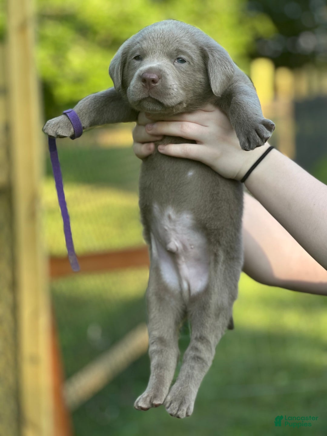 Labrador Retriever dogs for sale: Mouse - Image 2