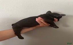 French Bulldog dogs for sale: Max - Image 11