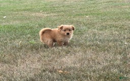 Miniature Poodle dogs for sale: Honey - Image 3