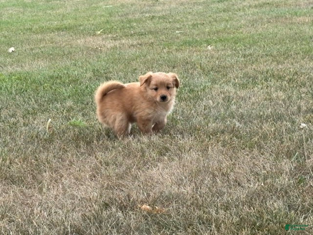 Miniature Poodle dogs for sale: Honey - Image 3