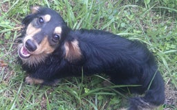 Dachshund dogs for sale: Fritz - Image 6