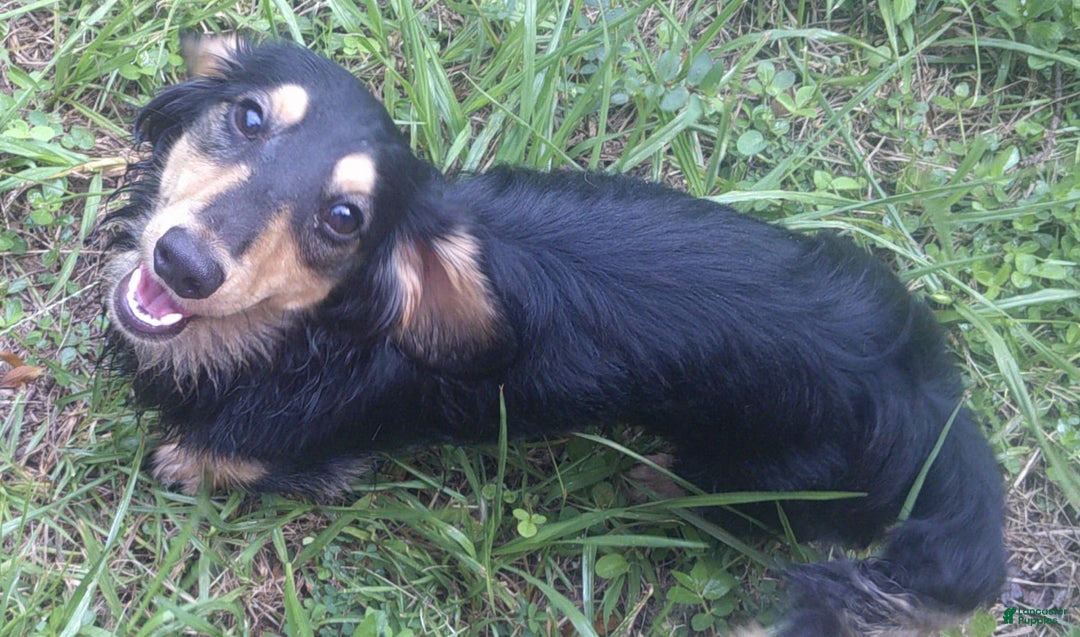 Dachshund dogs for sale: Fritz - Image 6