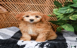 Havapoo dogs for sale: Vinny - Image 2