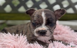 Frenchton dogs for sale: Jayna - Image 7