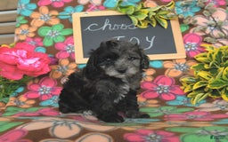 Miniature Poodle dogs for sale: Oakley - Image 22
