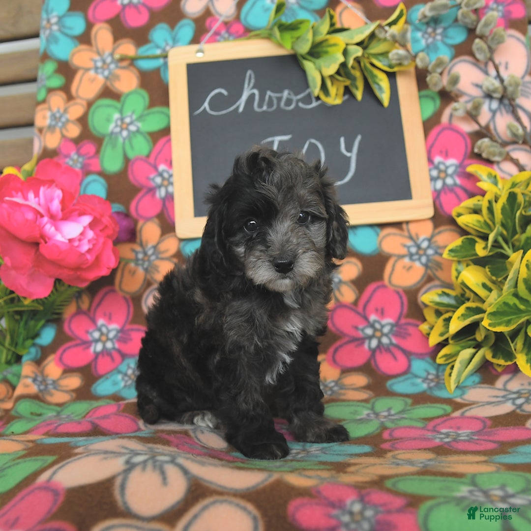 Miniature Poodle dogs for sale: Oakley - Image 22