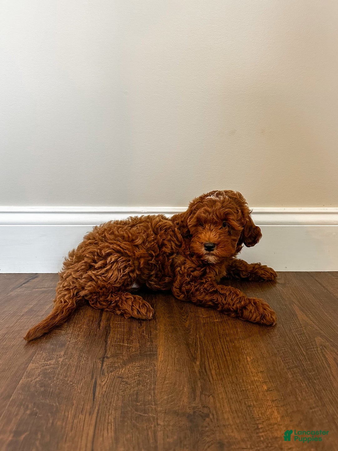 Mini Goldendoodle dogs for sale: Rosco - Image 8