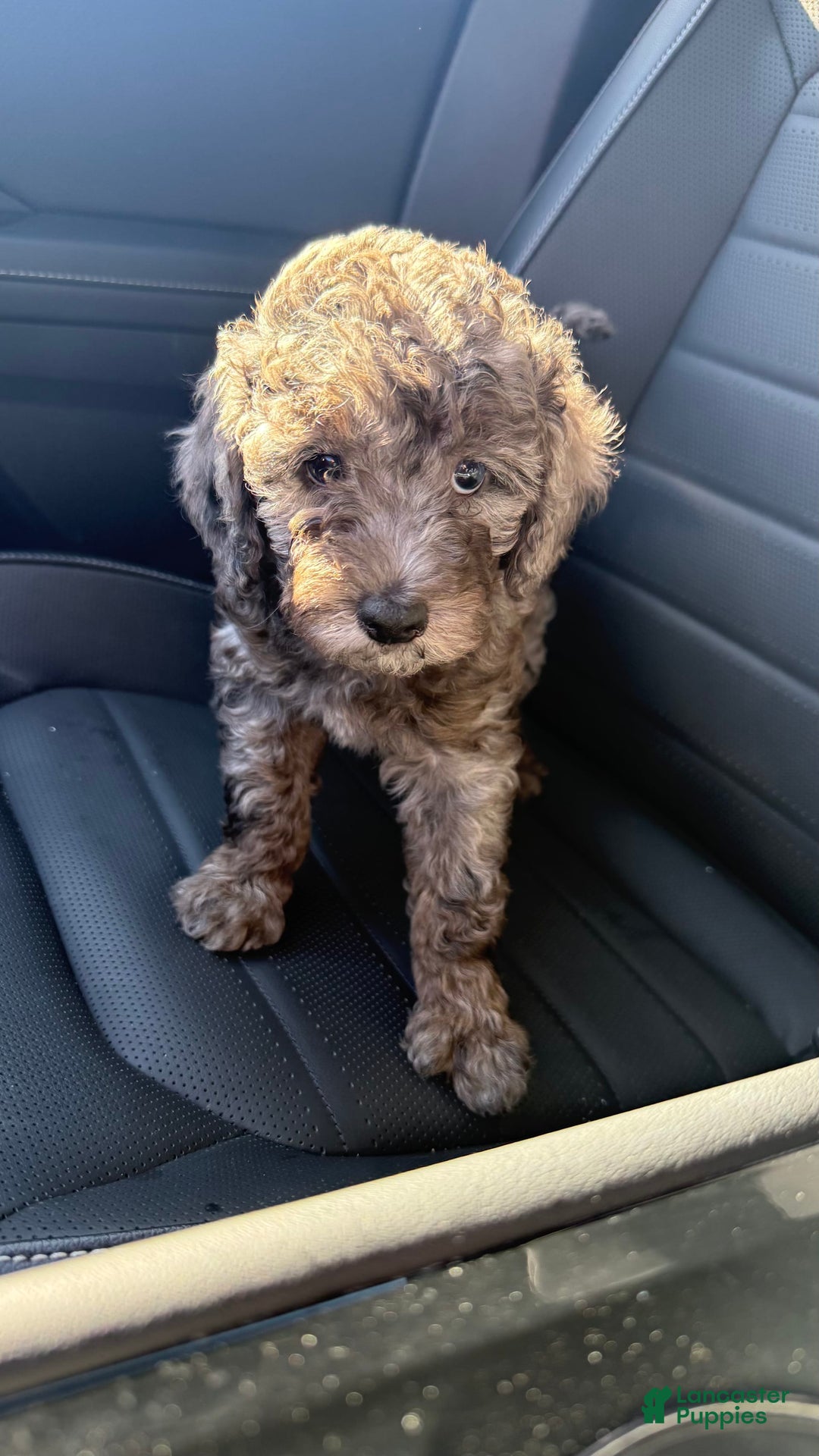 Miniature Poodle dogs for sale: Velma - Image 6