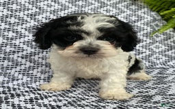 Cockapoo dogs for sale: Stella - Image 1