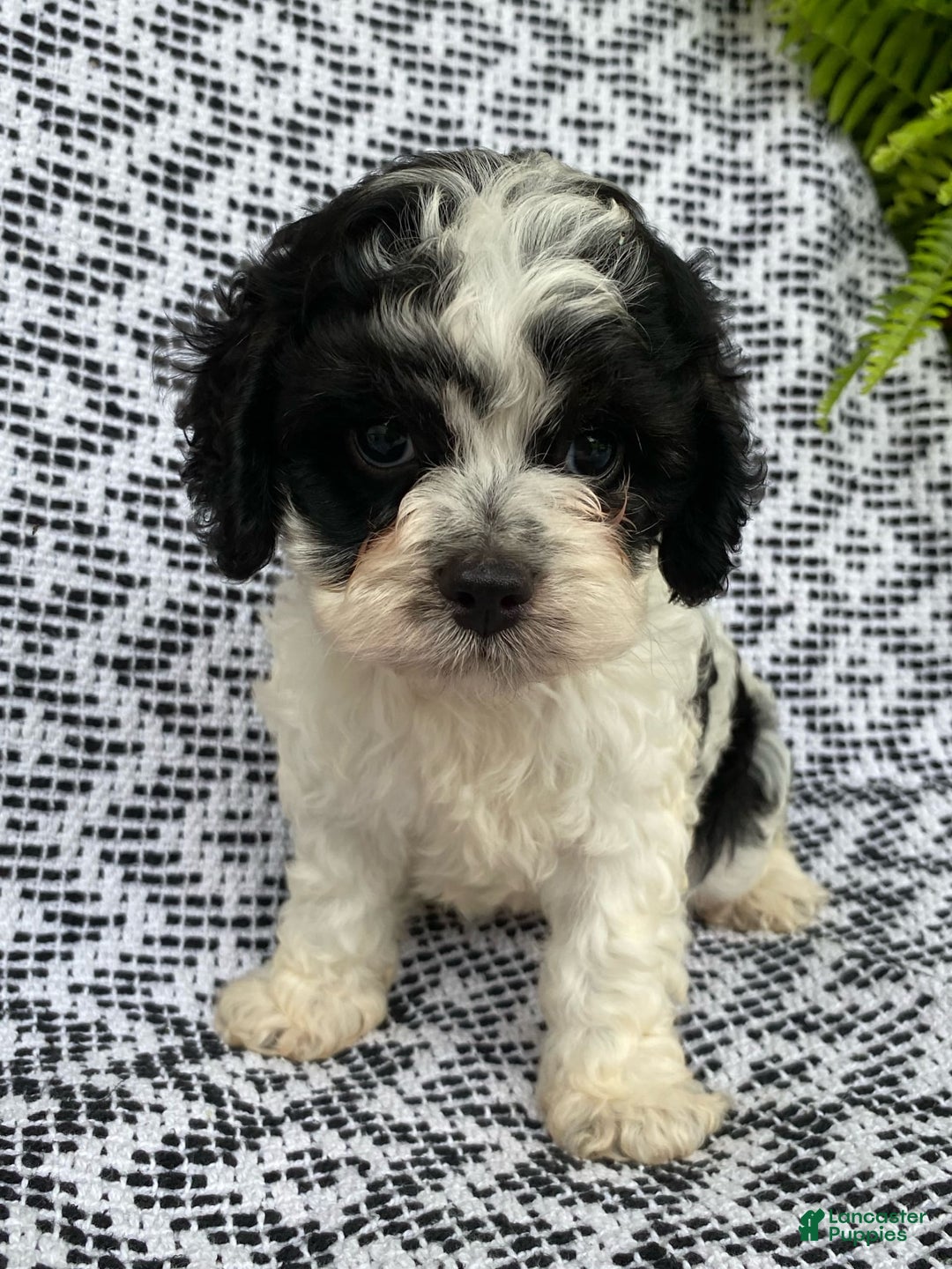 Cockapoo dogs for sale: Stella - Image 1