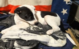 Border Collie dogs for sale: Hondo - Image 4