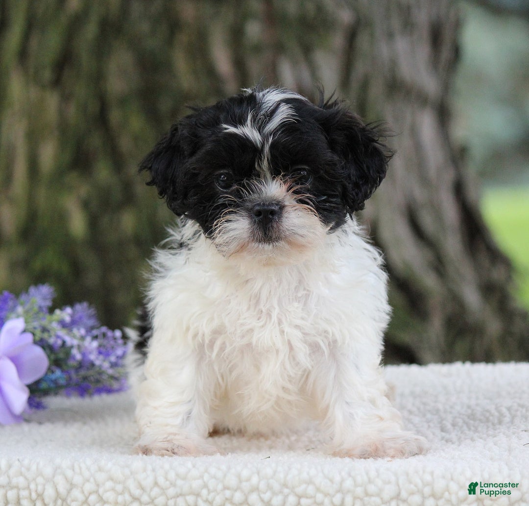 Shih Tzu dogs for sale: Cookie - Image 3
