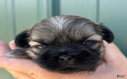 Shih Tzu dogs for sale: Bonbon - Image 2