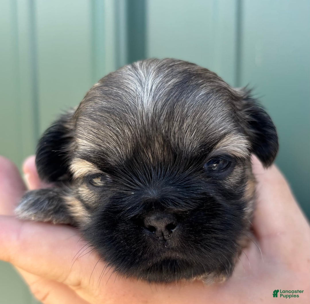 Shih Tzu dogs for sale: Bonbon - Image 2