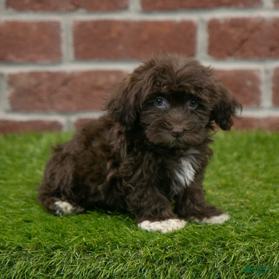Havanese dogs for sale: Logan - Image 3