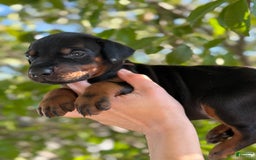 Doberman Pinscher dogs for sale: Black Collar - Image 3