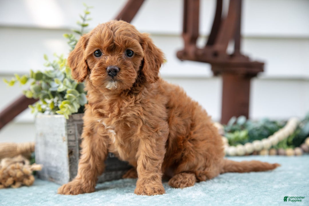 Cavapoo dogs for sale: Pippa - Image 1