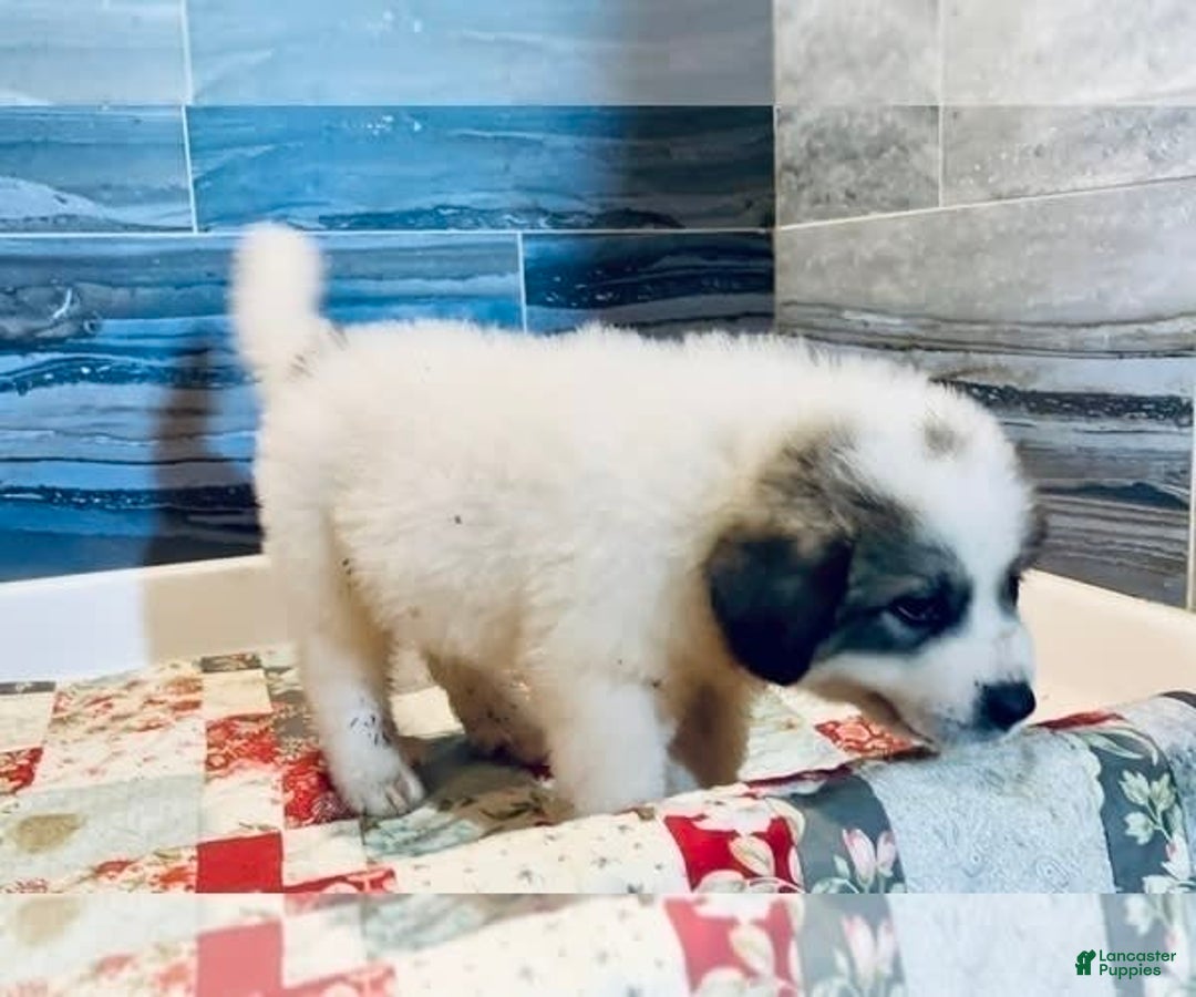 Great Pyrenees dogs for sale: Toby - Image 1