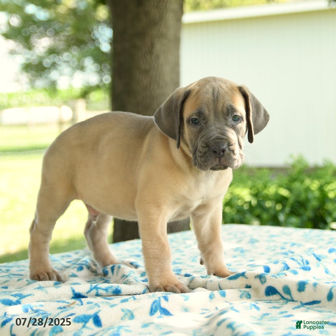 Cane Corso dogs for sale: Henrique - Image 5