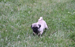 Pug dogs for sale: Galen - Image 8