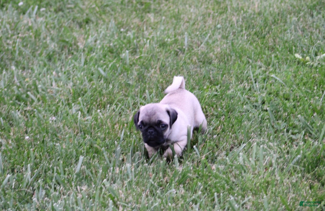 Pug dogs for sale: Galen - Image 8