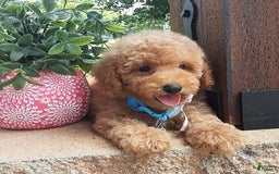 Bichpoo dogs for sale: Benson - Image 2