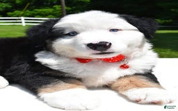 Miniature Australian Shepherd dogs for sale: Josh - Image 6