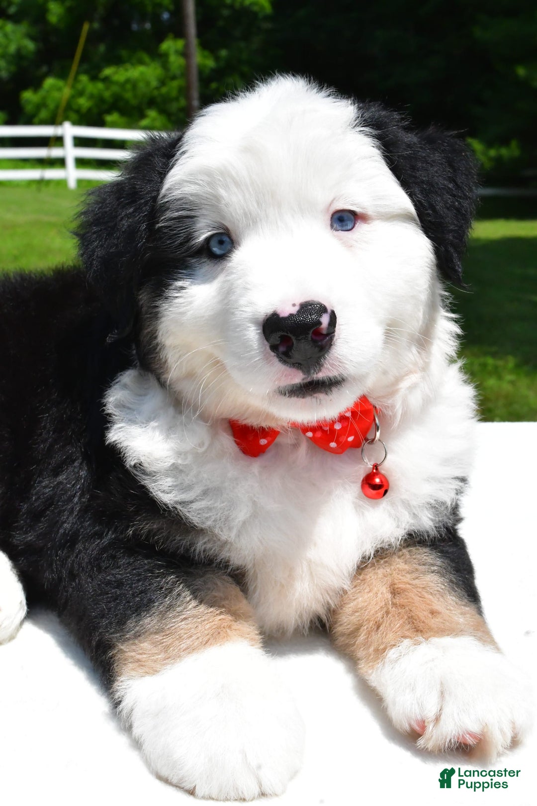 Miniature Australian Shepherd dogs for sale: Josh - Image 6
