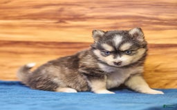 Pomsky dogs for sale: Roxy - Image 2