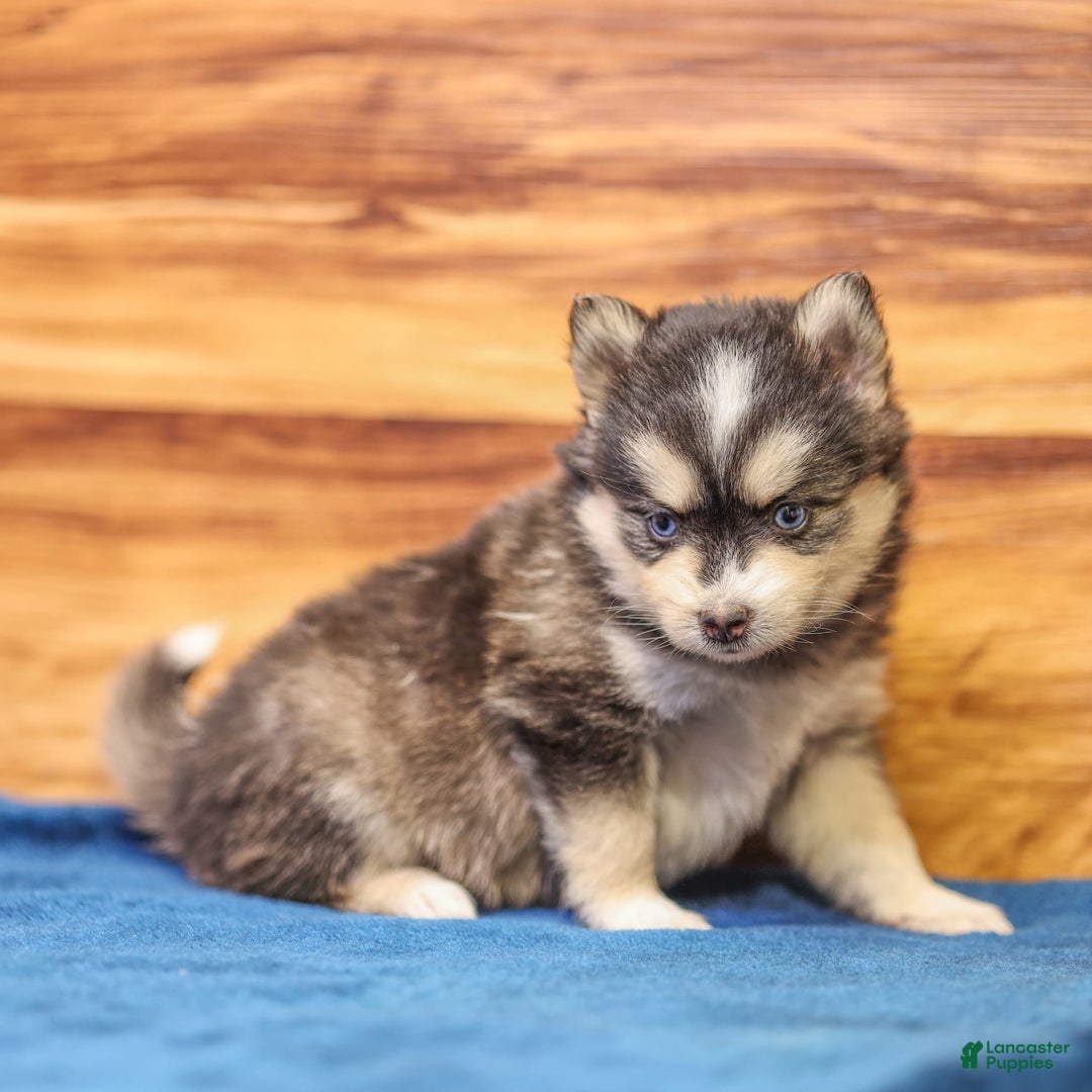 Pomsky dogs for sale: Roxy - Image 2