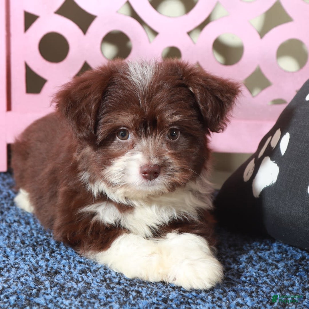 Mini Aussiedoodle dogs for sale: Phoenix - Image 4