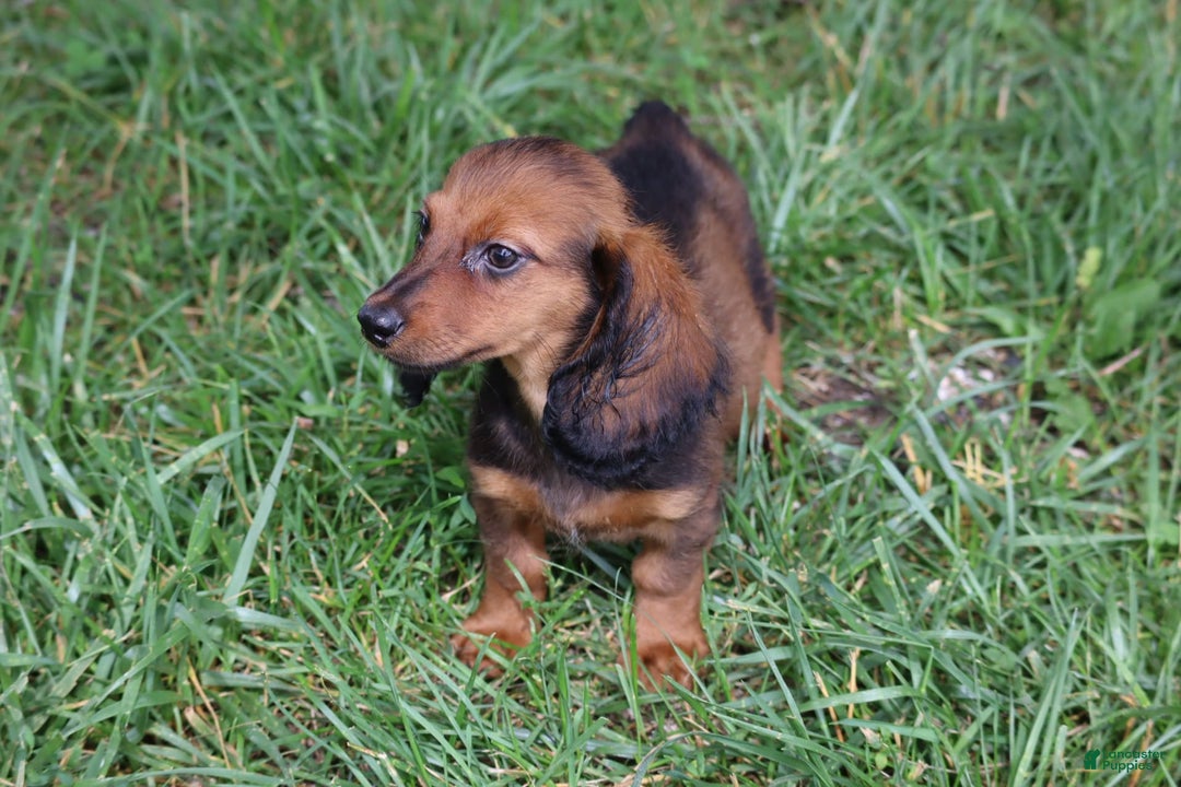 Miniature Dachshund dogs for sale: Dash - Image 4