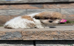 Havanese dogs for sale: Felix - Image 2