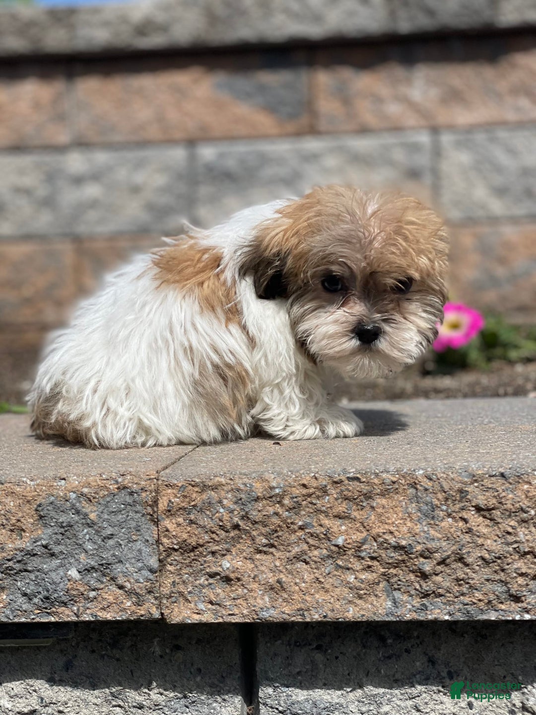 Havanese dogs for sale: Felix - Image 2