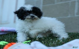 Bichpoo dogs for sale: Baby Doll - Image 7