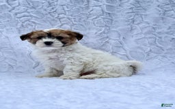 Shih Tzu dogs for sale: Oliver - Image 7