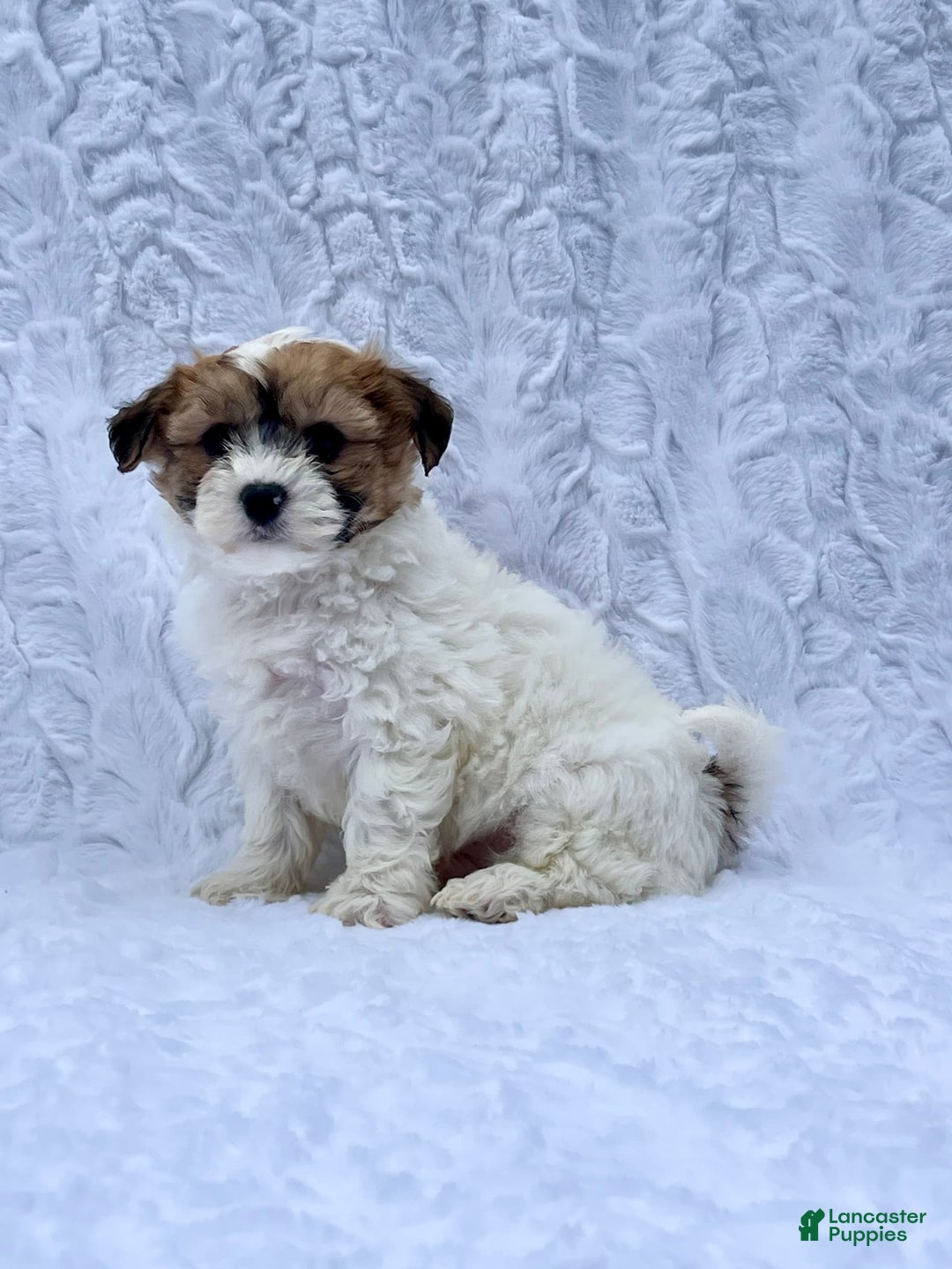 Shih Tzu dogs for sale: Oliver - Image 7